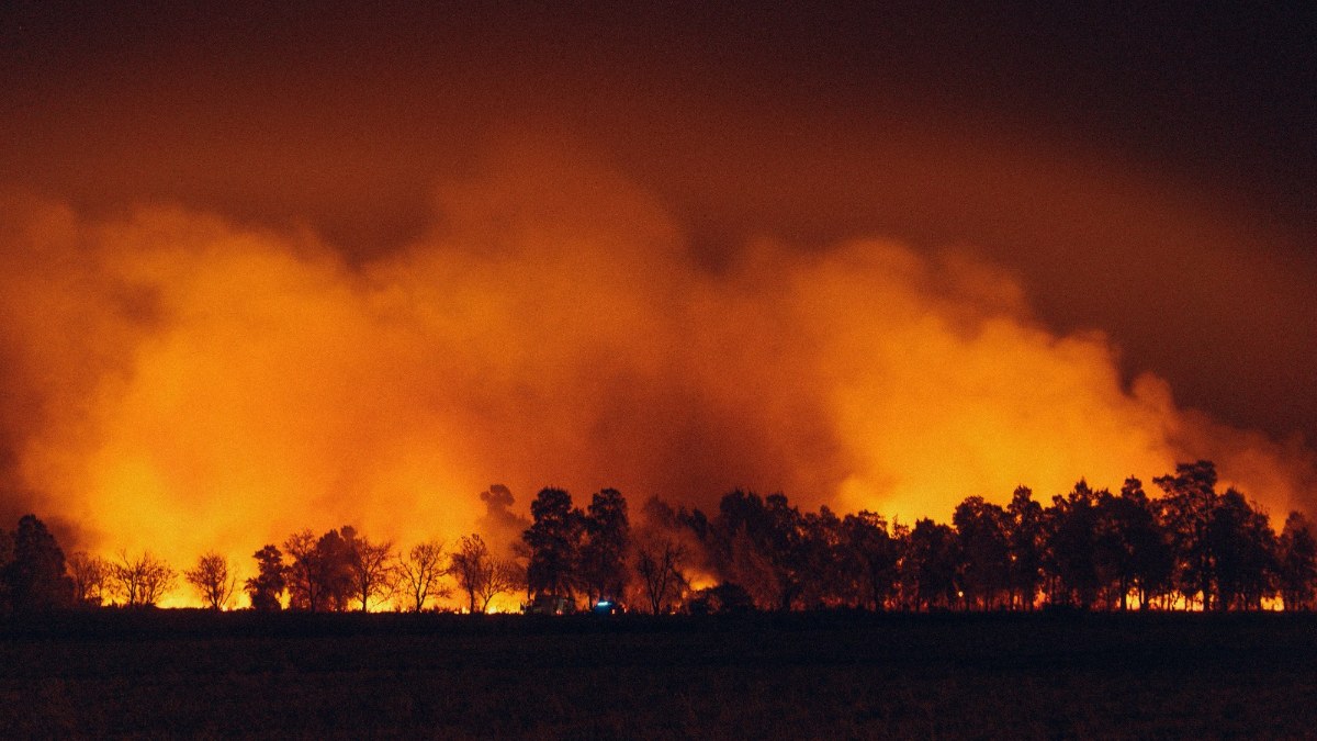 ON THE BRINK OF FIRE: INDIA’S FORESTS FACE RISING WILDFIRE THREAT