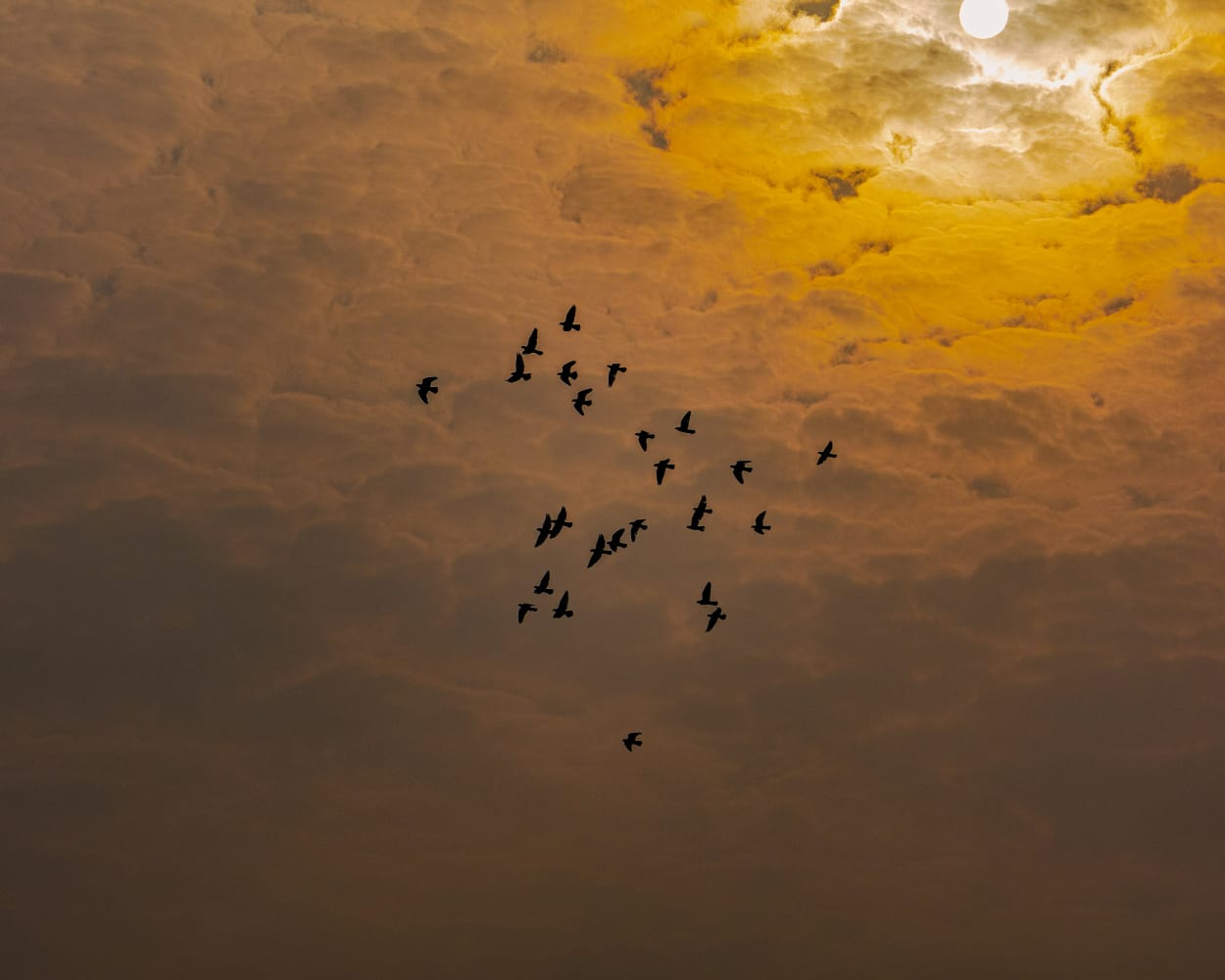 Hostile Skies: How Heatwaves Are Disrupting Bird Migration and Ecological Balance in India